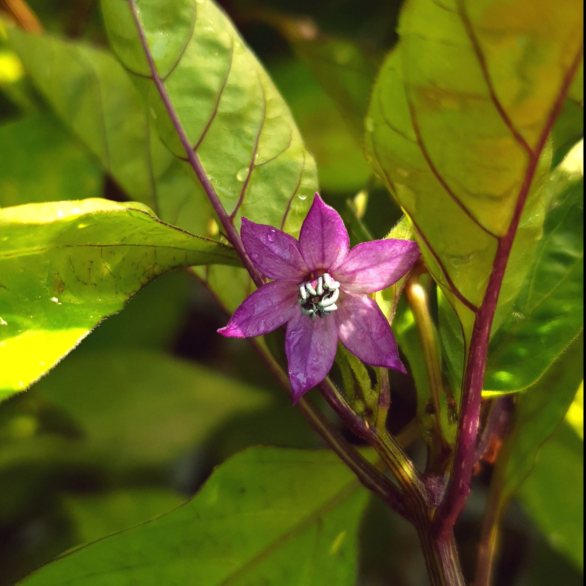 lilafarbige Blüte der Jalapeno multicolor