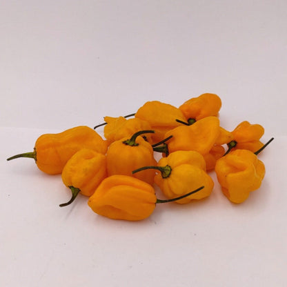 10 gelbe Früchte von Trinidad Scorpion Butch T yellow Chili