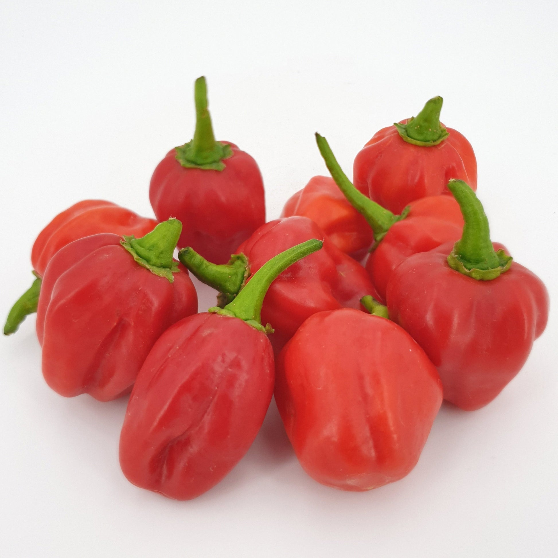 10 rote Tropical Habanero Früchte